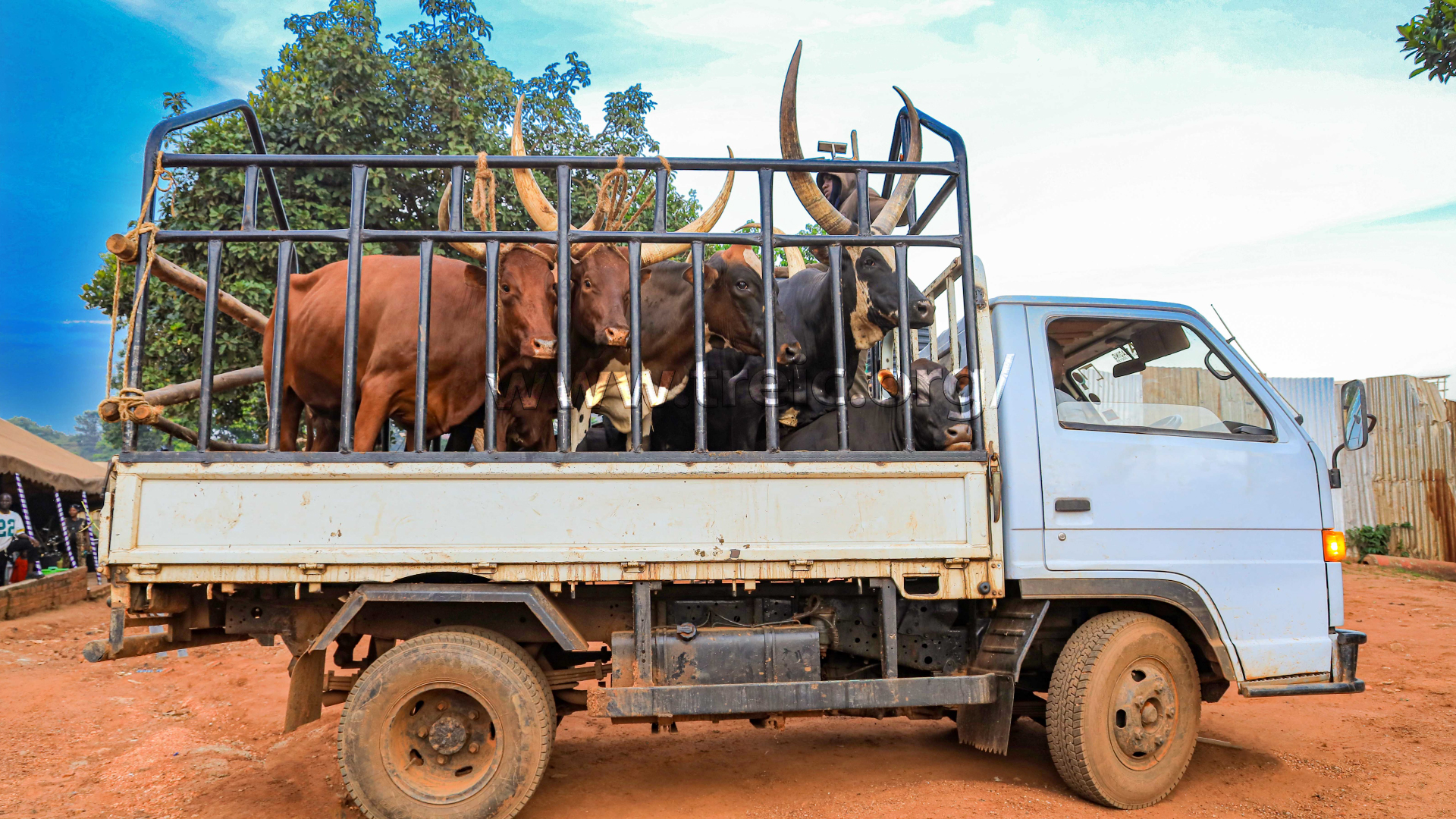 Imagine having 6 cows 54th celebrations in various ways, like deep fried, roasted, and boiled sauce. Oh, Jesus...