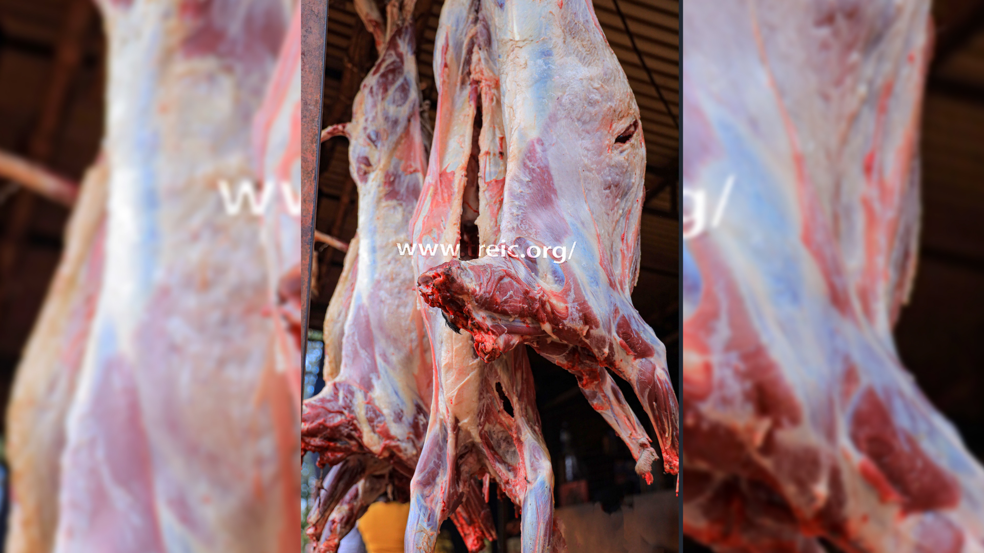 Imagine having and 6 goats to enjoy and prepare to be eaten on the 54th celebrations in various ways,  Oh, Jesus...